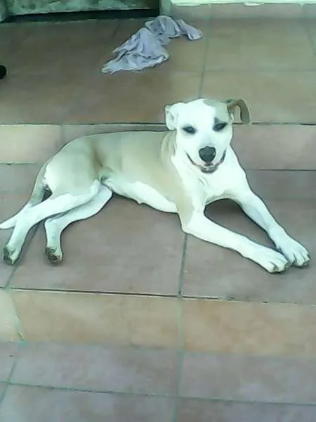 Cachorro ra a SRD idade 7 a 11 meses nome Preta 