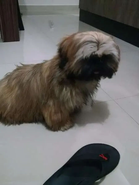 Cachorro ra a Shitzu idade 2 a 6 meses nome jhow