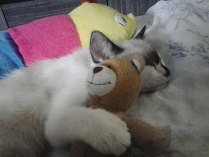 Gato ra a Siamês idade 2 a 6 meses nome sophia