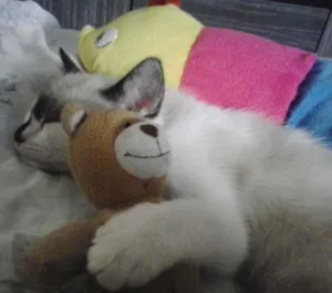 Gato raça Siamês idade 2 a 6 meses nome sophia