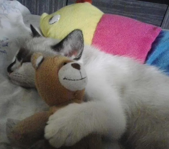 Gato ra a Siamês idade 2 a 6 meses nome sophia