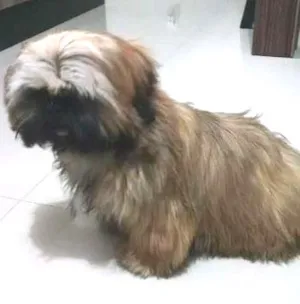 Cachorro raça Shitzu idade 2 a 6 meses nome jhow