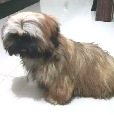 Cachorro ra a Shitzu idade 2 a 6 meses nome jhow