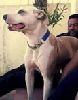 Preta 