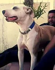 Cachorro ra a SRD idade 7 a 11 meses nome Preta 