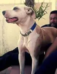 Preta
