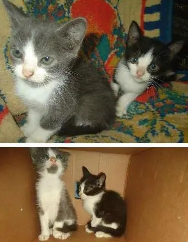 Gato ra a  idade Abaixo de 2 meses nome sem nome