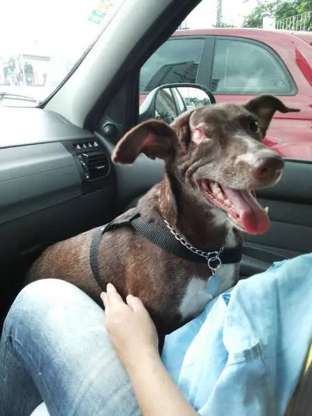 Cachorro raça Outro idade 1 ano nome Face