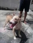 Huck