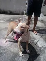 Cachorro raça Bull Terrier idade 1 ano nome Huck