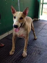 Cachorro raça Bull Terrier idade 1 ano nome Huck