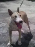 Huck