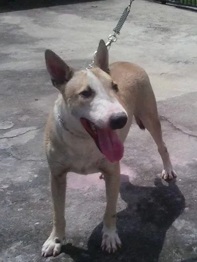 Cachorro raça Bull Terrier idade 1 ano nome Huck