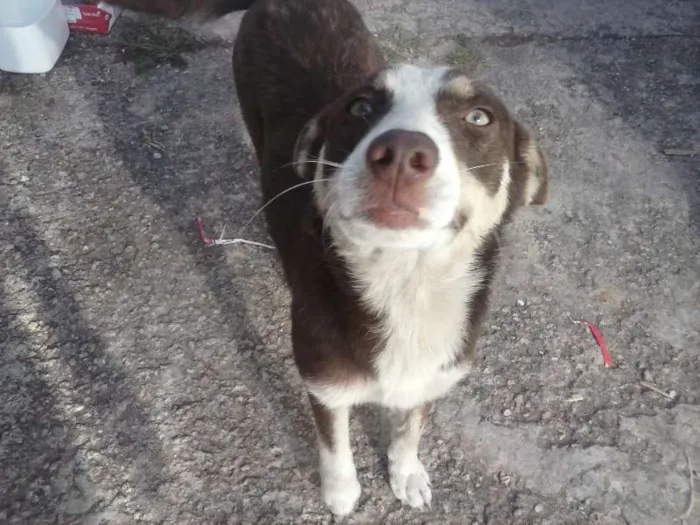 Cachorro ra a Setter idade 1 ano nome sem nome