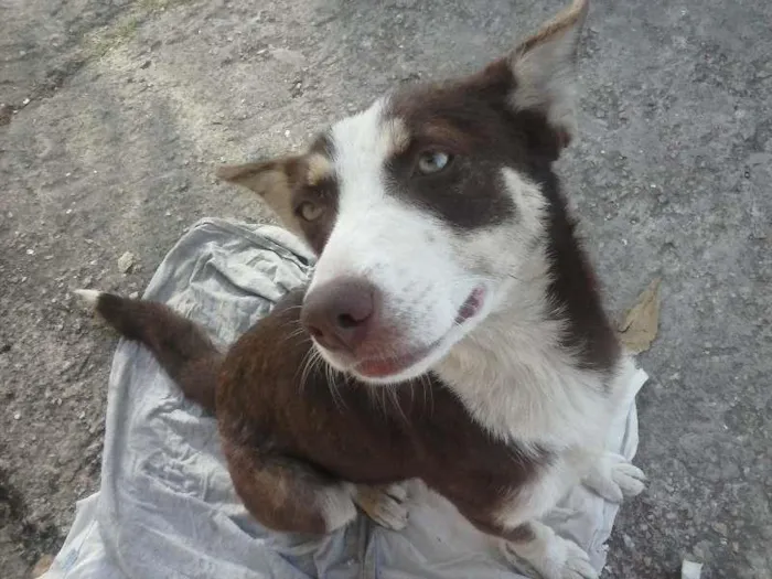 Cachorro ra a Setter idade 1 ano nome sem nome