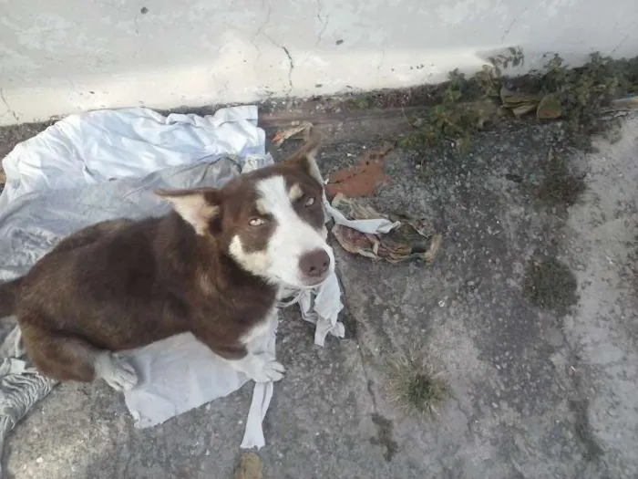 Cachorro ra a Setter idade 1 ano nome sem nome