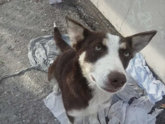 Cachorro ra a Setter idade 1 ano nome sem nome