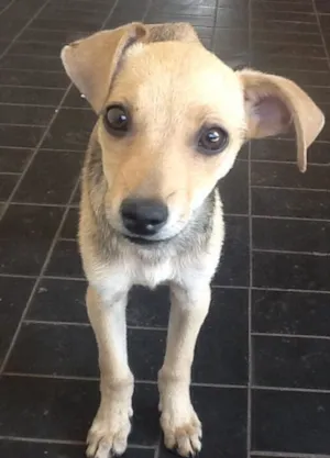 Cachorro raça SRD idade 2 a 6 meses nome Bianca
