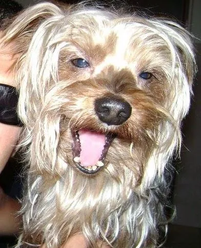 Cachorro ra a Yorkshire idade 6 ou mais anos nome Punk