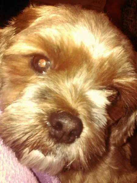 Cachorro ra a Shitzu idade 3 anos nome MANCHINHA