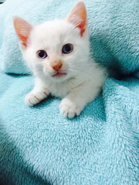 Gato ra a Persa misturado idade Abaixo de 2 meses nome Snow