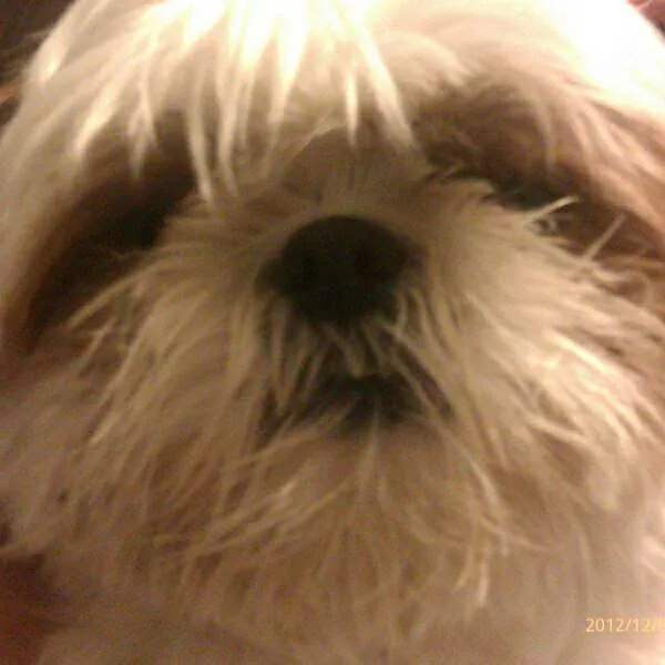 Cachorro ra a Shitzu idade 5 anos nome CINDY