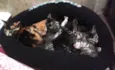 Gatinhos S/N
