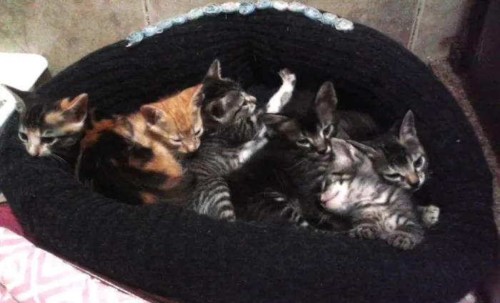 Gato raça SRD idade Abaixo de 2 meses nome Gatinhos S/N