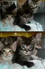 Gato raça SRD idade Abaixo de 2 meses nome Gatinhos S/N