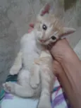 Gatinhos S/N