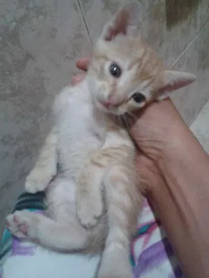 Gato raça SRD idade Abaixo de 2 meses nome Gatinhos S/N
