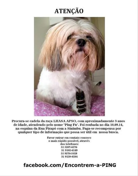 Cachorro ra a Lhasa Apso idade 5 anos nome Ping Fu GRATIFICA