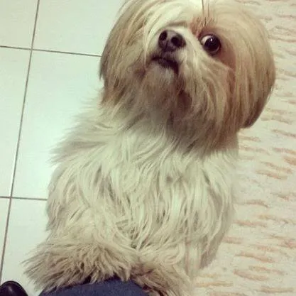 Cachorro ra a Lhasa Apso idade 5 anos nome Ping Fu GRATIFICA