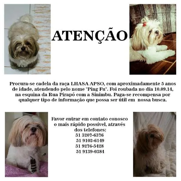 Cachorro ra a Lhasa Apso idade 5 anos nome Ping Fu GRATIFICA