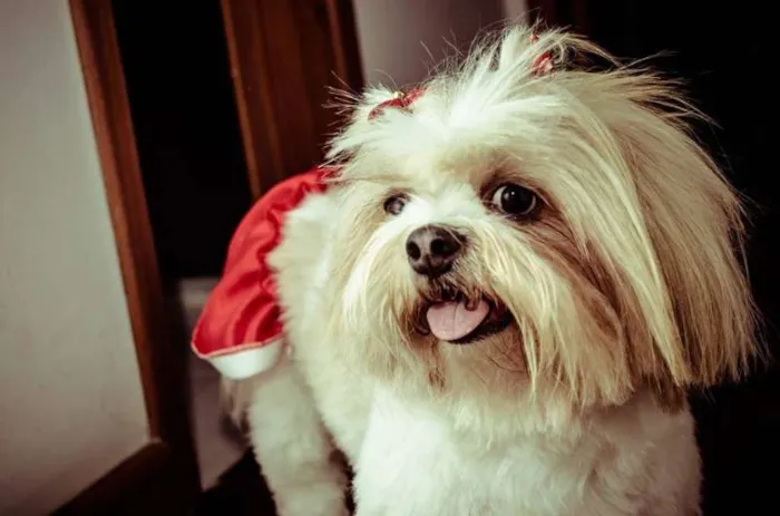 Cachorro ra a Lhasa Apso idade 5 anos nome Ping Fu GRATIFICA