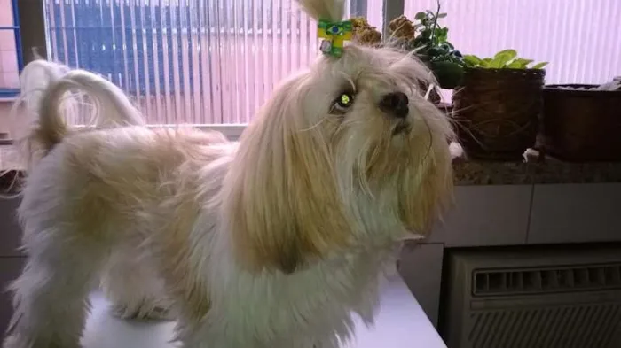 Cachorro ra a Lhasa Apso idade 5 anos nome Ping Fu GRATIFICA