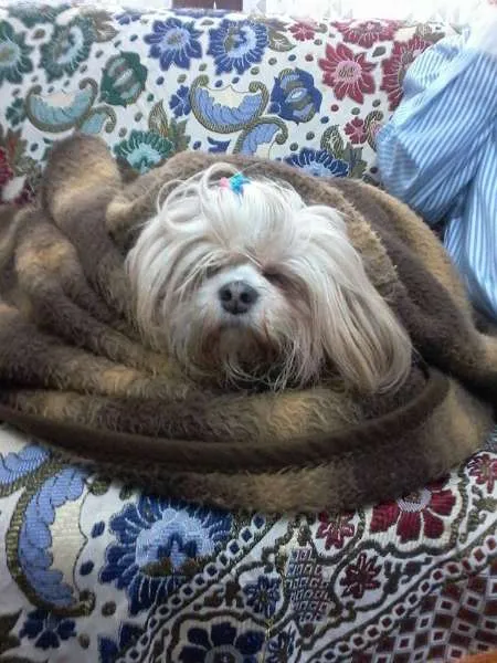 Cachorro ra a Lhasa Apso idade 5 anos nome Ping Fu GRATIFICA