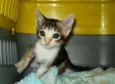 Gatinhos S/N
