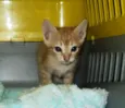 Gatinhos S/N