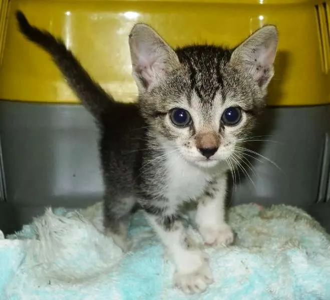 Gato raça SRD idade Abaixo de 2 meses nome Gatinhos S/N