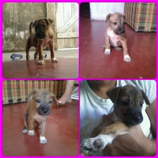 Cachorro ra a SRD idade Abaixo de 2 meses nome Lili 