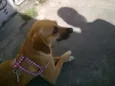 Cléo