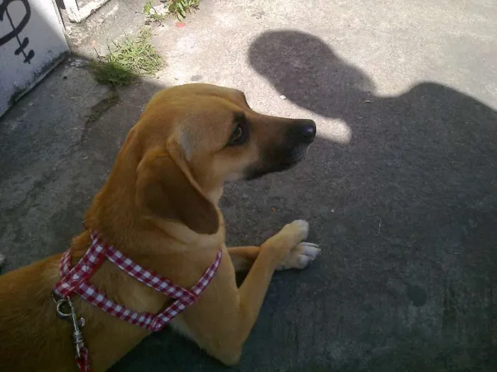 Cachorro ra a SRD idade 3 anos nome Cléo