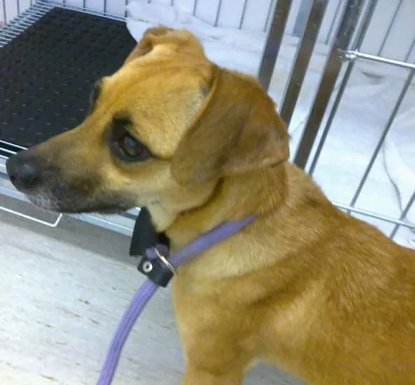 Cachorro ra a SRD idade 3 anos nome Cléo
