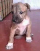Cachorro ra a SRD idade Abaixo de 2 meses nome Lili 
