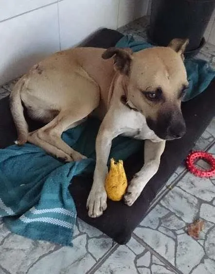 Cachorro ra a vira lata idade 3 anos nome Costela