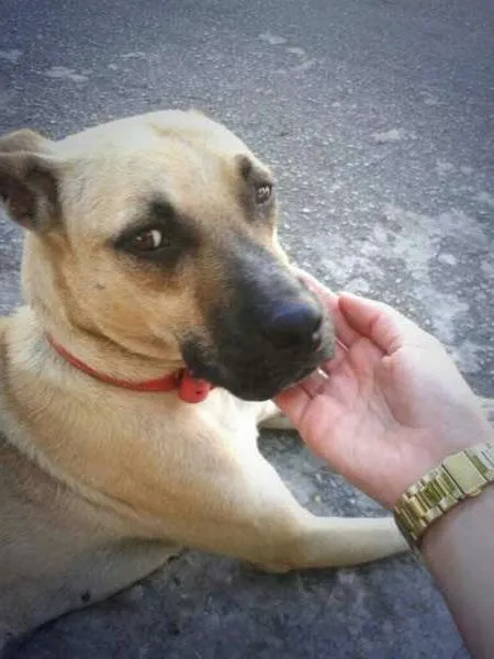 Cachorro ra a vira lata idade 3 anos nome Costela
