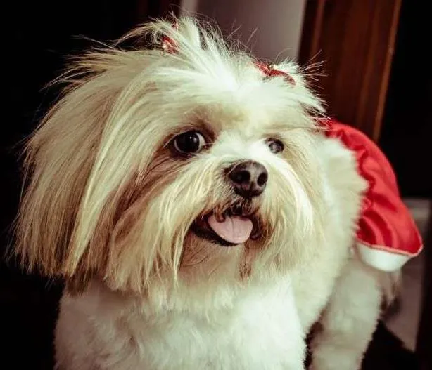 Cachorro ra a Lhasa Apso idade 5 anos nome Ping Fu GRATIFICA