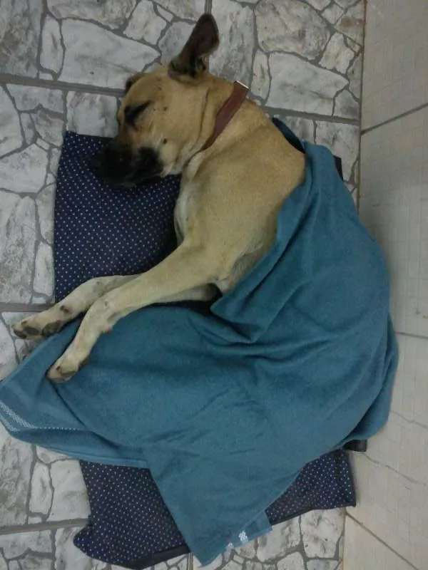 Cachorro ra a vira lata idade 3 anos nome Costela