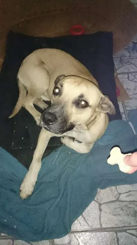 Cachorro ra a vira lata idade 3 anos nome Costela